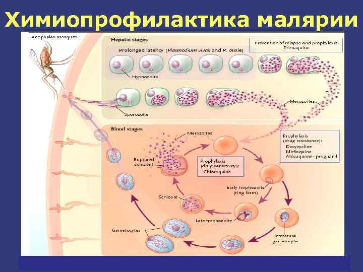 Химиопрофилактика трехдневной малярии
