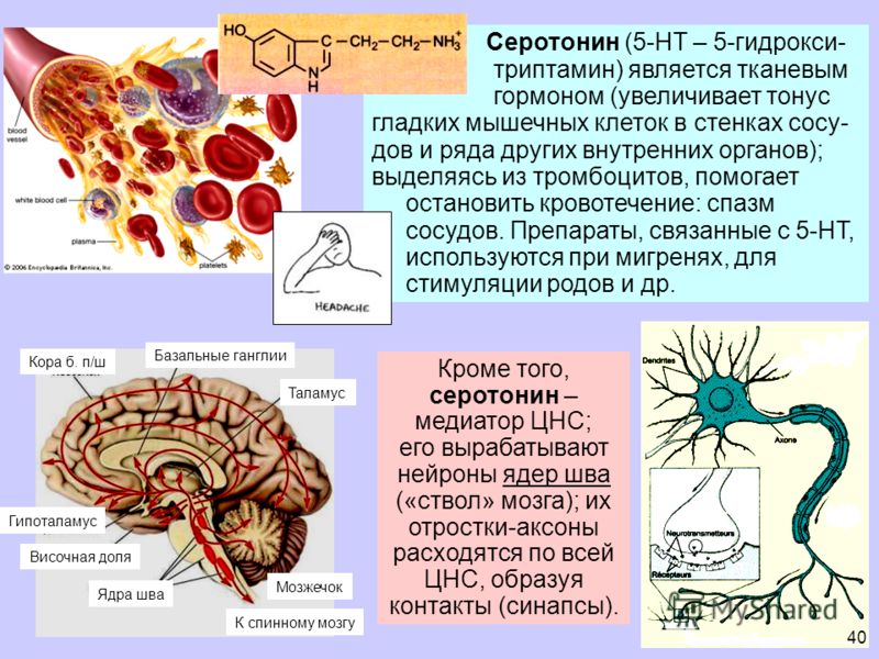 Гормоны вырабатываемые мозгом. Серотонин вырабатывается. Серотонин где вырабатывается. Выработка серотонина в организме. Серотонин гормон где вырабатывается.