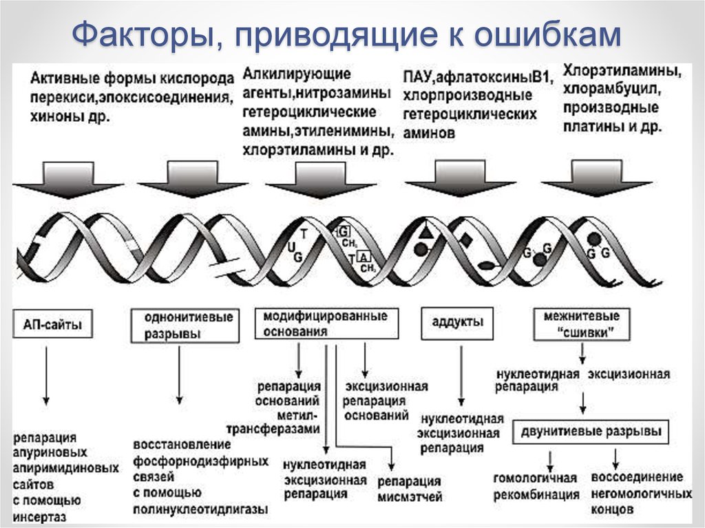 Разрыв цепи днк. Типы повреждений ДНК. Факторы повреждающие ДНК. Основные типы повреждения ДНК. Факторы репликации ДНК.