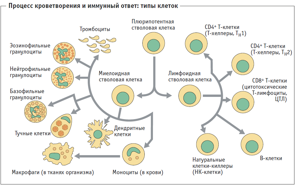 Б клетки. Происхождение иммунных клеток. Клетки иммунной системы схема. Клеточный иммунный ответ т-лимфоциты. Т лимфоциты клеточный иммунитет.