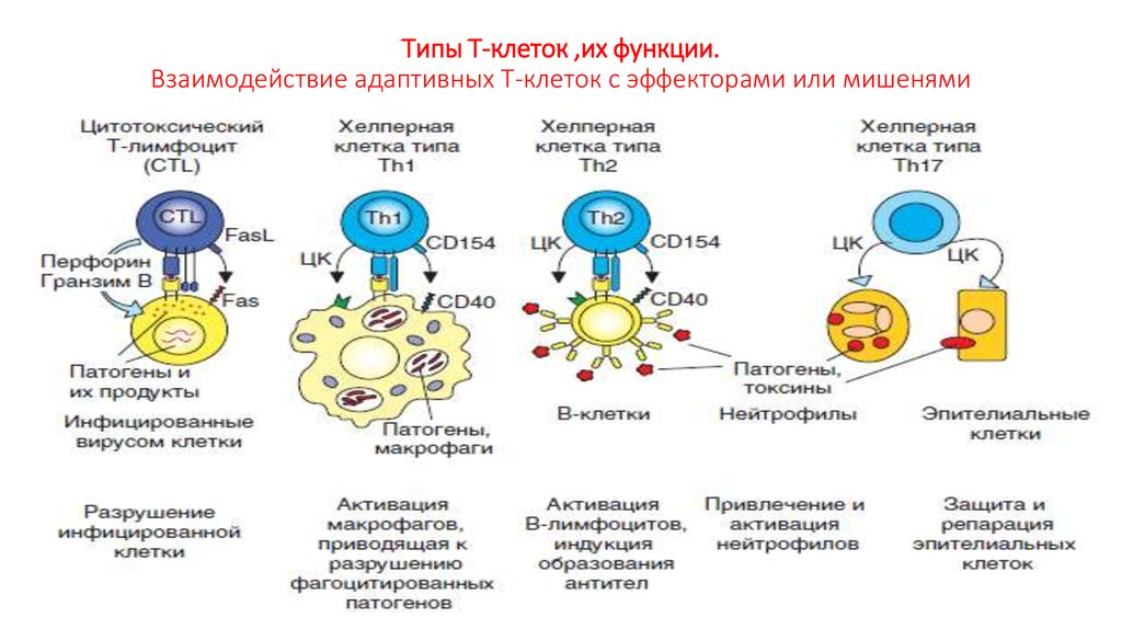 Регуляторные лимфоциты. Клетки иммунной системы т-киллеры. Эффекторные клетки клеточного иммунитета. Клетки адаптивного иммунитета и их функции. Клеточный иммунный ответ т-лимфоциты.
