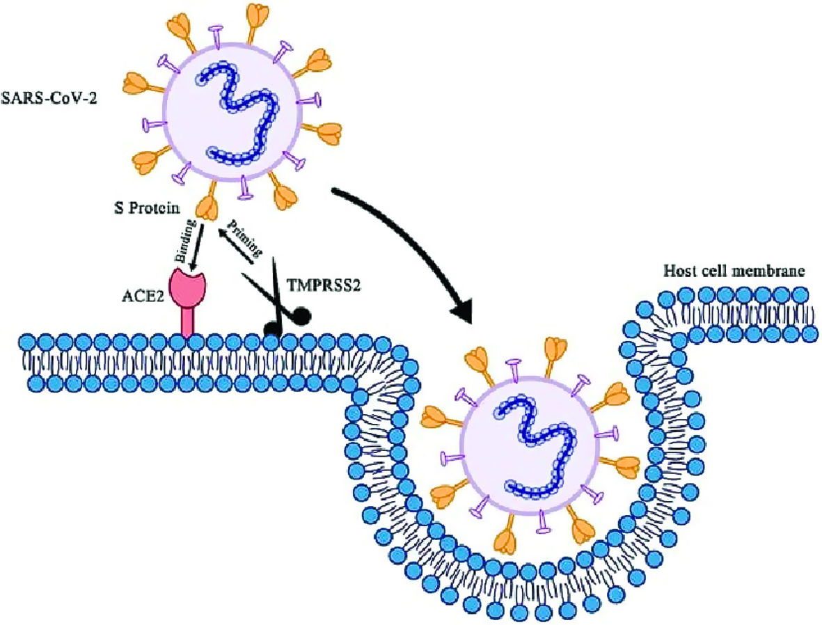 Инфекционная рнк. Механизм проникновения SARS-cov-2 в клетки. Коронавирус строение Covid 19. Коронавирус строение вириона. Механизм проникновения коронавируса в клетку.