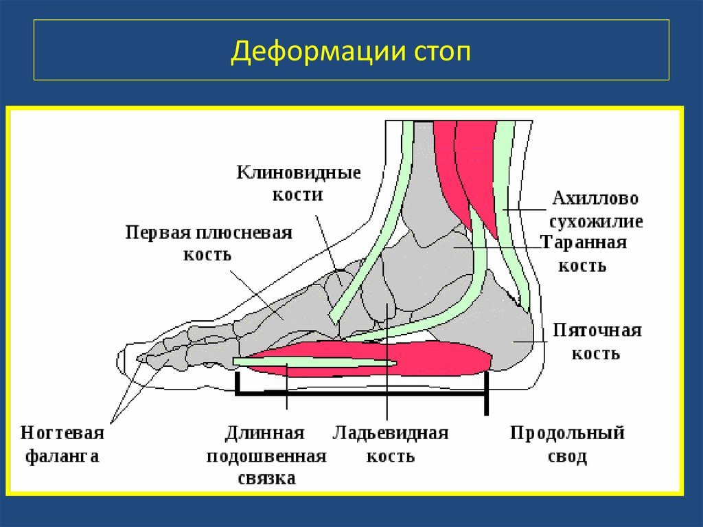 Свод пятки. Строение стопы ноги человека. Подошва стопы анатомия. Связки свода стопы анатомия. Нога человека анатомия стопы.
