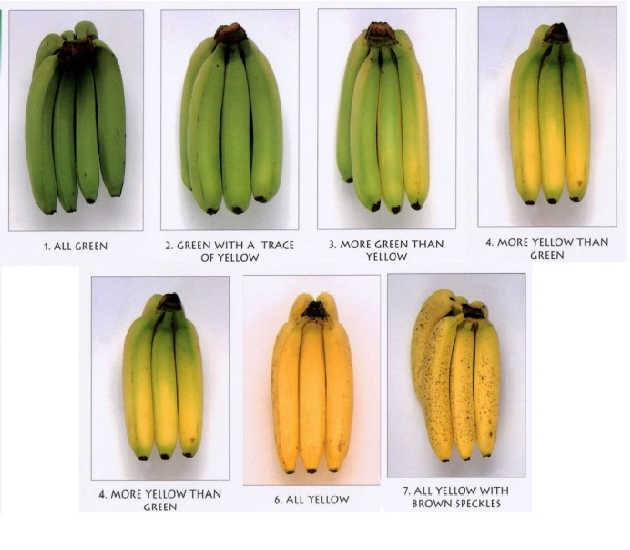 Бананы какой зрелости запрещено выставлять. Стадии созревания бананов. Таблица цветности банана. Таблица созревания банана. Степень созревания бананов.