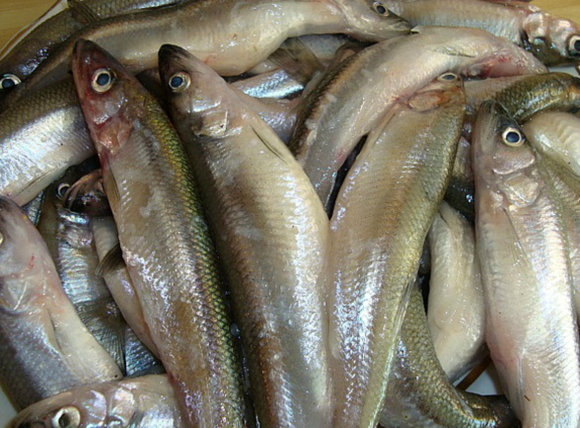 Отравление рыбой: симптомы, причины, лечение