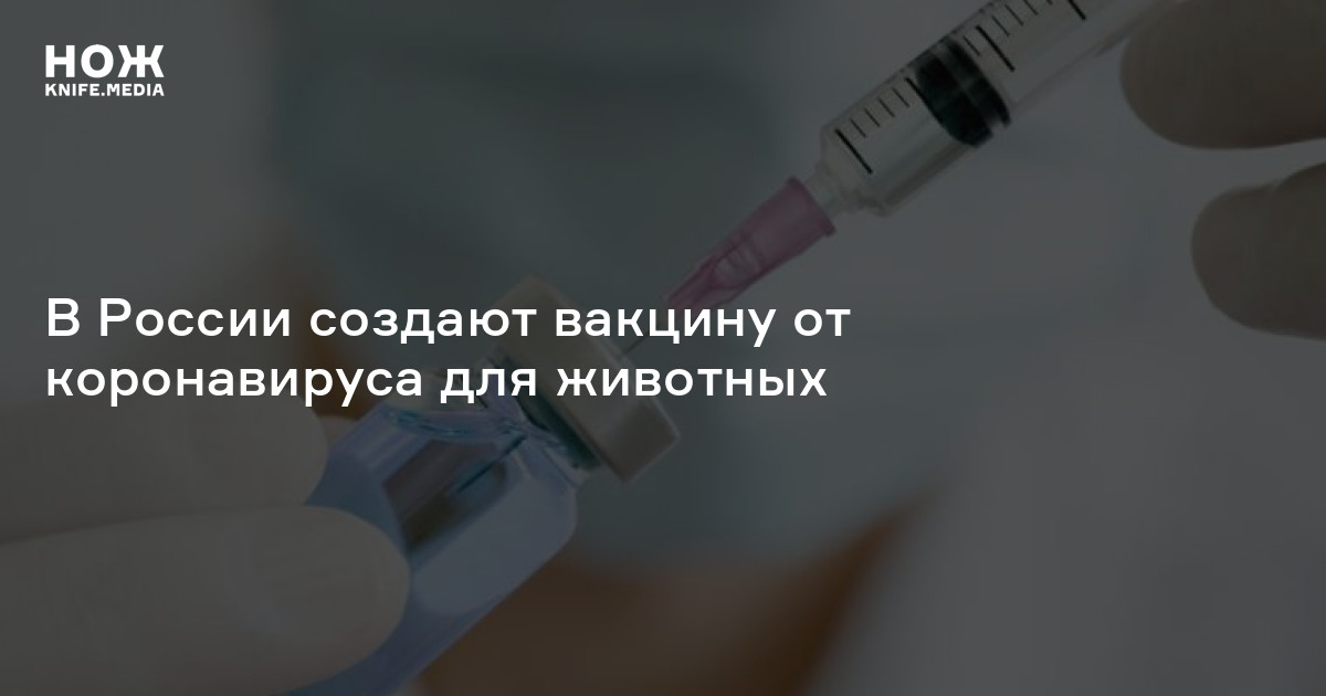 Вакциной заражают. Прививка от коронавируса для Франции. Россия первой в мире изобрела вакцину от коронавируса. Гниющая прививка от чего она.