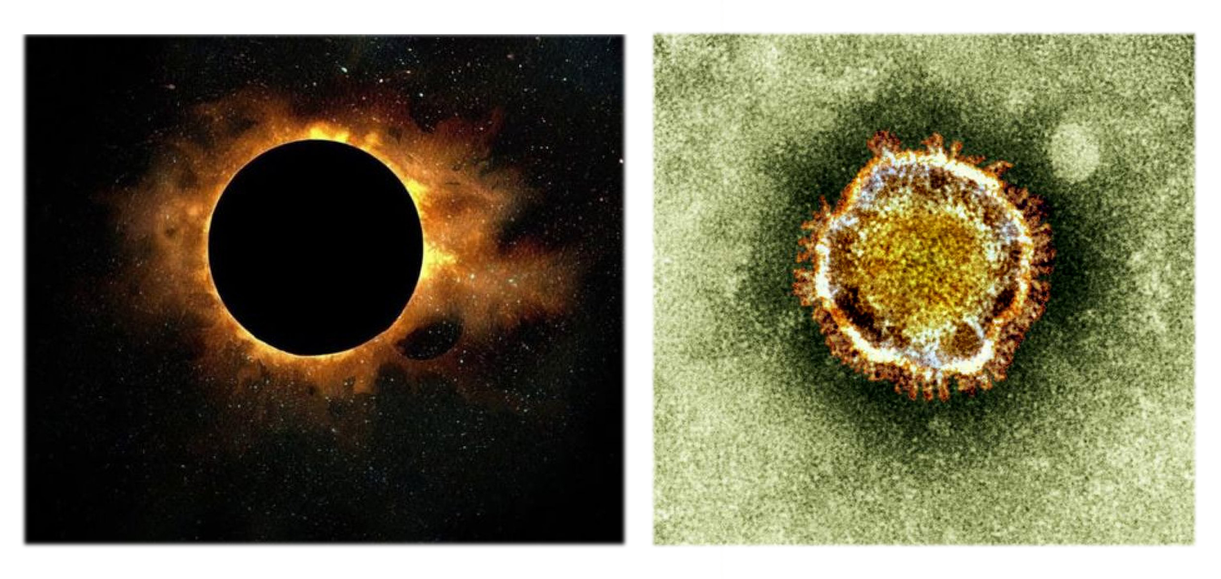 Солнечные бактерии. Коронавирус Солнечная корона. Солнце - коронавирус. Как выглядит коронавирус. Коронавирус под микроскопом.