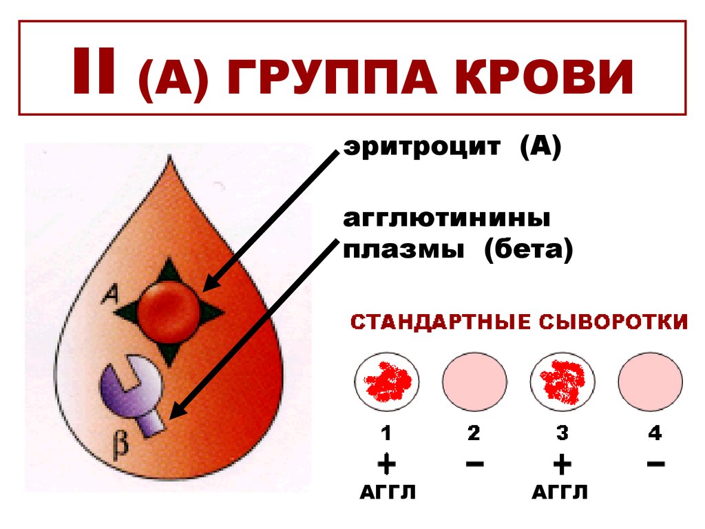 A ii вторая группа крови