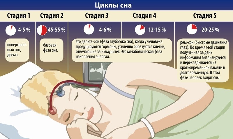 Не спал ночь температура. Циклы сна. Цикл ночного сна. Фазы и циклы сна. Стадии и циклы сна.