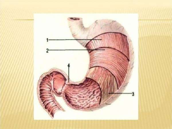 Мышечный слой желудка