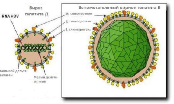 Вирус гепатита Д