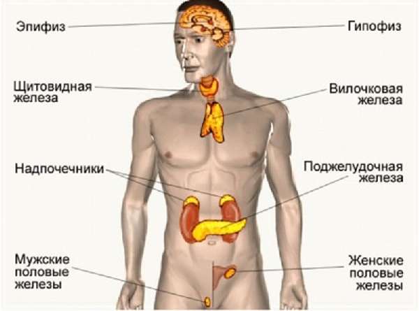 болезни эндокринной системы