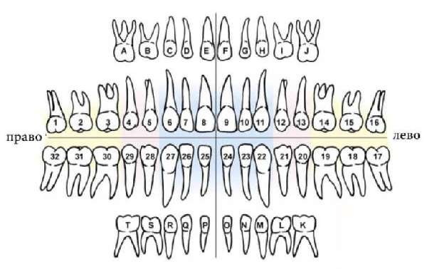 Буквенно-численная система нумерации зубов