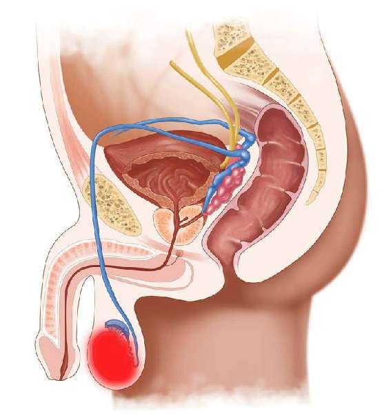 органы мочеполовой системы мужчин