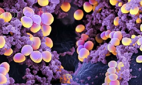Увеличенная бактерия серебристого стафилококка 