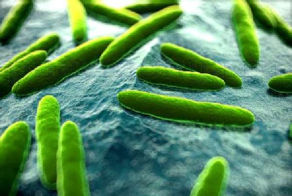 бактерия легионелла