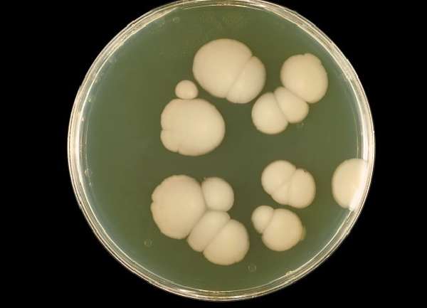 грибы Candida, вызывающие кандидоз легких