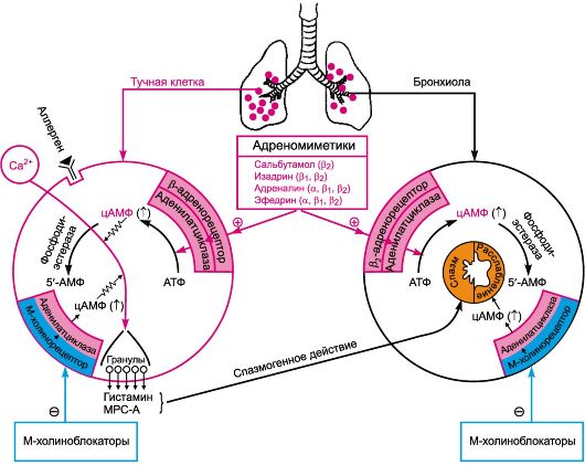 Виды бронхолитиков и механизм действия