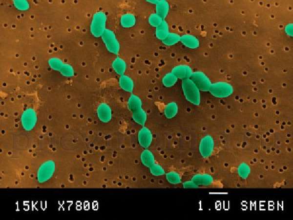 пневмококковая бактерия