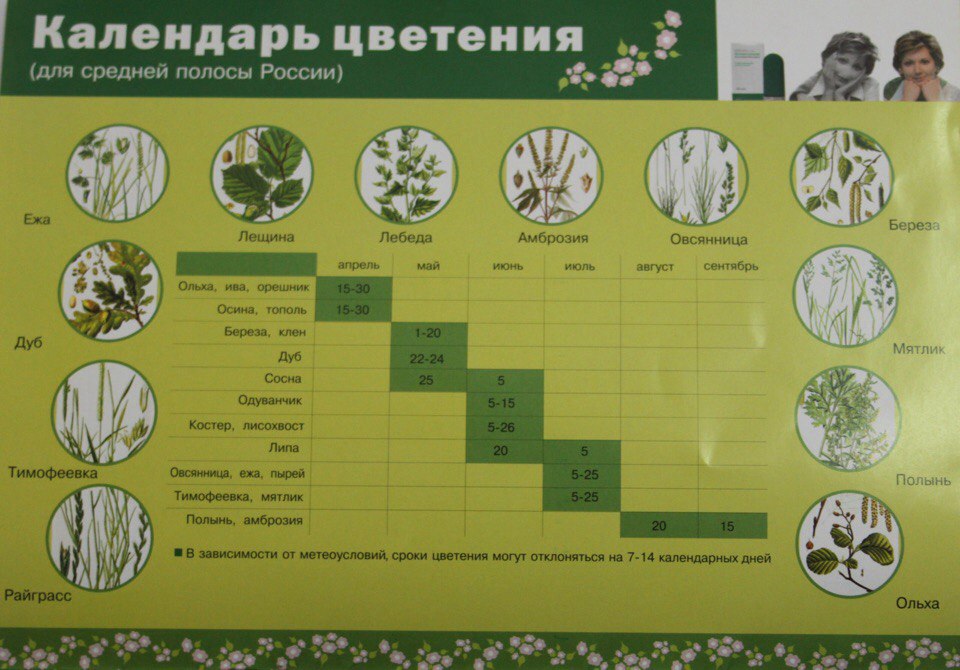 Какие выбрать для средней полосы. Период цветения аллергенных деревьев. Календарь цветения. Календарь цветения для аллергико. Календарь цветения для аллергиков.