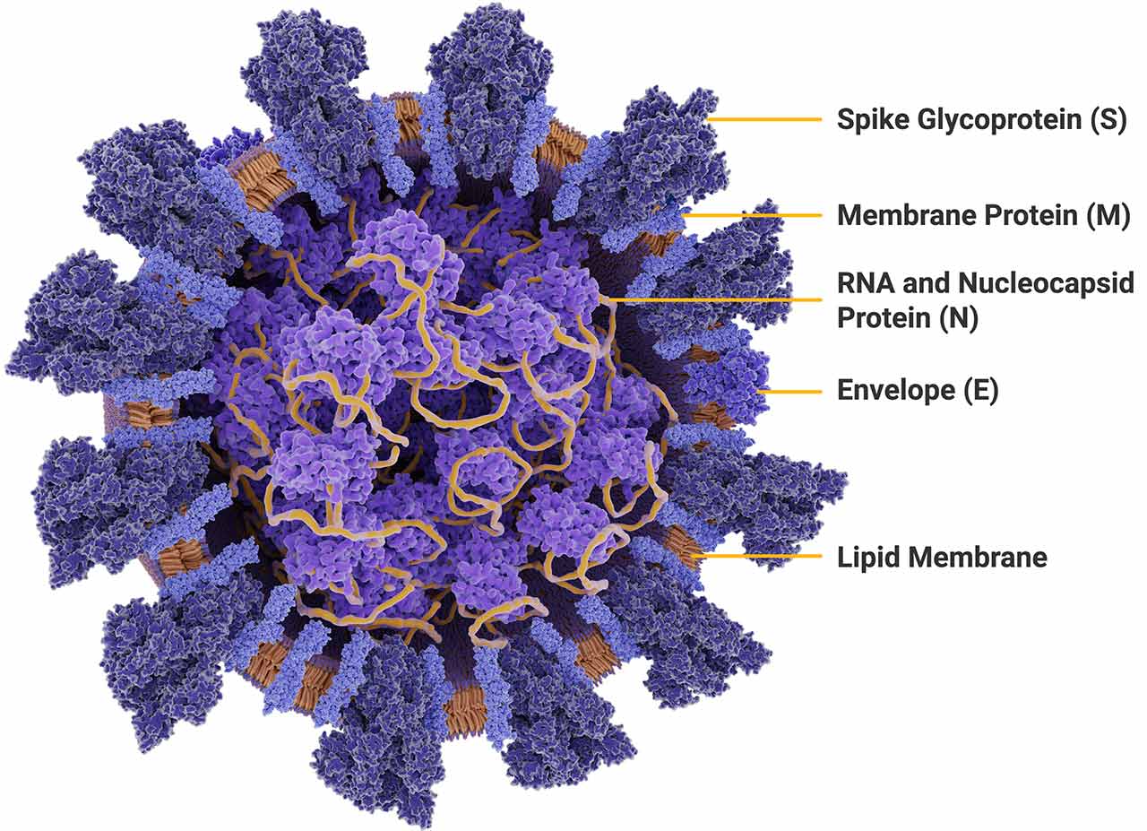 Новый вирус в англии. Коронавирус SARS-cov-2. Коронавирус SARS-cov-2 строение. Строение вируса SARS-cov-2. Коронавирус структура SARS-cov-2.