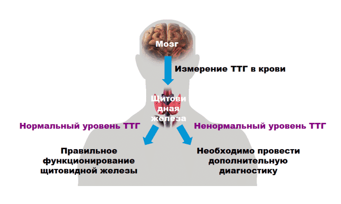 Ттг у мужчин симптомы. ТТГ. Гормоны щитовидной железы ТТГ. Уровень ТТГ. ТТГ И тиреоидные гормоны.