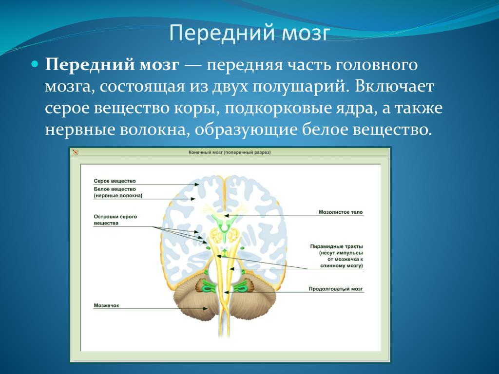 Белое вещество головного и спинного мозга образуют. Ядра серого вещества головного мозга. Серое и белое вещество головного мозга. Строение мозга серое и белое вещество. Части белого вещества головного мозга.