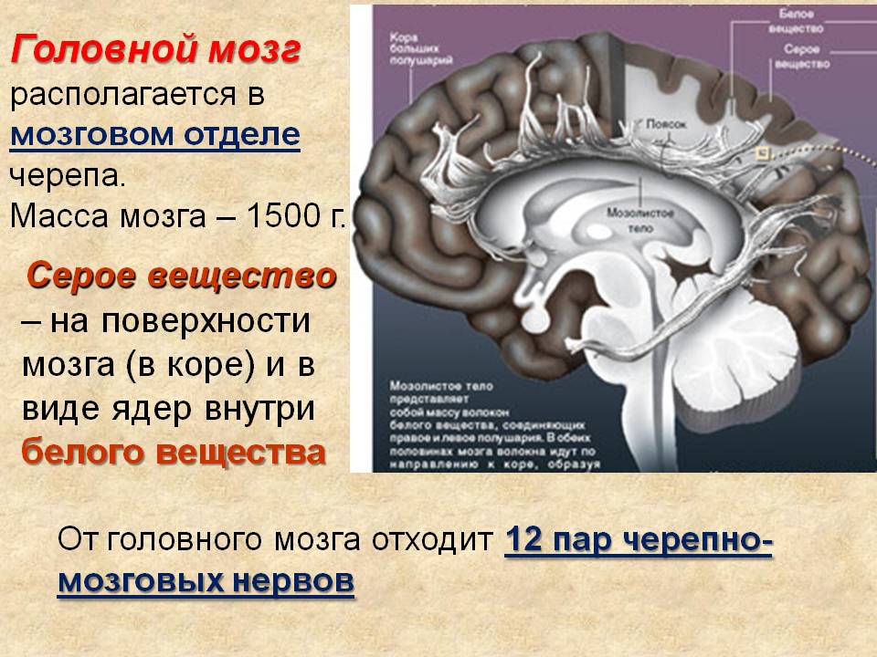 Из каких веществ состоит мозг. Расположение серого вещества в головном мозге. Серое и белое вещество головного мозга. Распределение серого и белого вещества в головном мозге. Анатомия серого вещества ствола головного мозга..