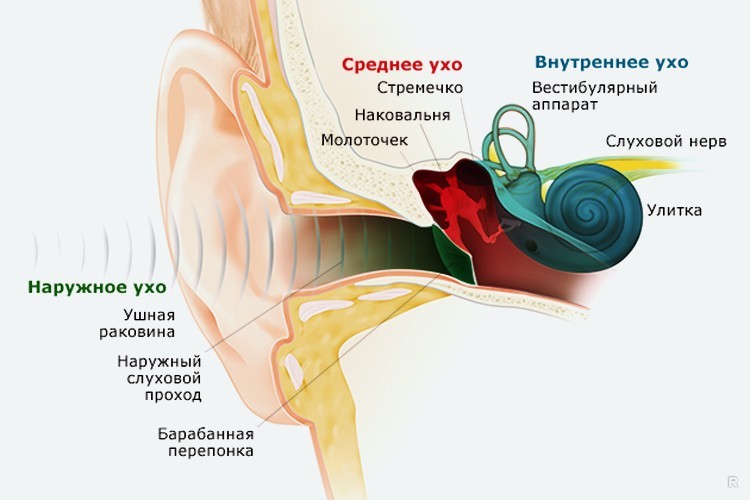 Шум в ушах (тиннитус): причины, виды, диагностика и лечение