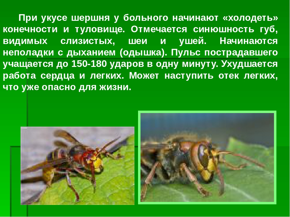 Укусы насекомых сообщение. Опасность от пчел,ОС, шершней.