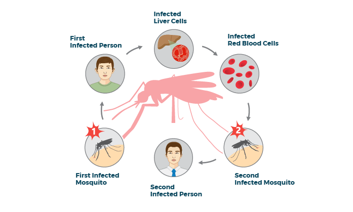 Основной механизм передачи возбудителя малярии. Малярия путь передачи инфекции. Специфического переносчика возбудителя малярии. Профилактика малярии.