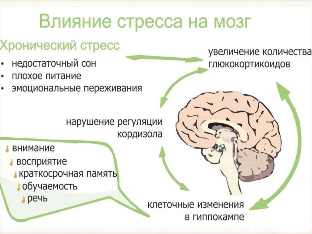 Хроническое состояние тест. Влияние стресса на мозг. Стресс и мозг человека. Влияние стресса на головной мозг. Структуры мозга при стрессе.