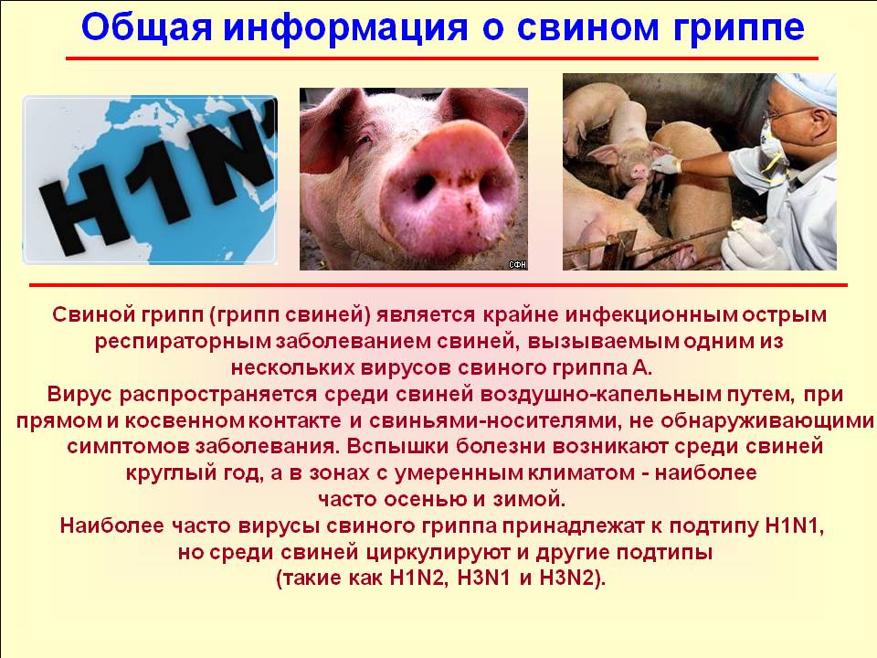 Свинья информация. Свиной грипп. Свиной грипп вирусное заболевание.