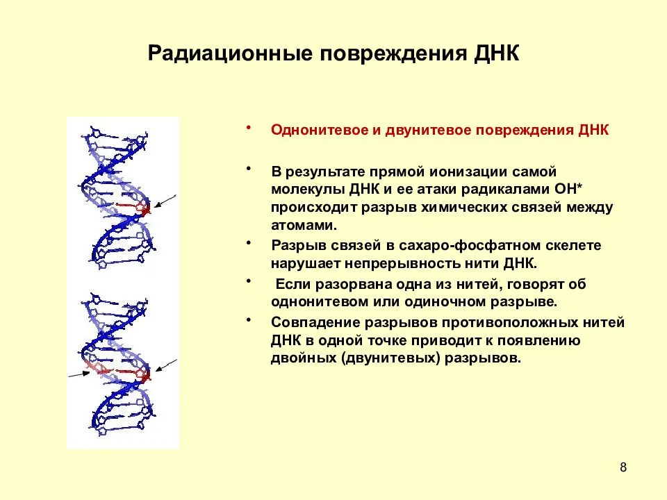 Молекулярный разрыв. Ионизирующие излучения повреждение ДНК. Повреждение ДНК под действием радиации. Какое действие может приводить к повреждению ДНК клеток?. Первичные повреждения ДНК.