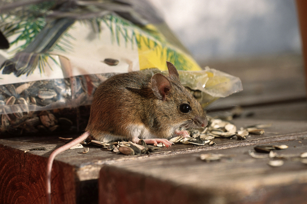 Мыши какие болезни. Мышь полевка и ГЛПС. ГЛПС мышь. Мышь лихорадка. Мышка Дачная.
