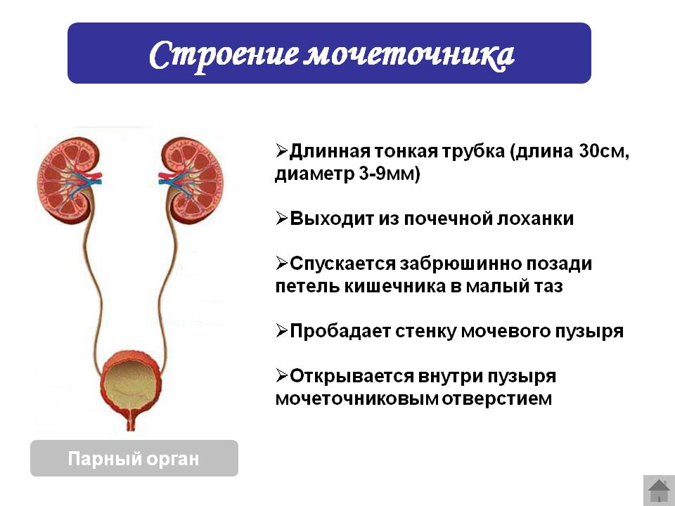 Функции мочеточника и мочевого пузыря