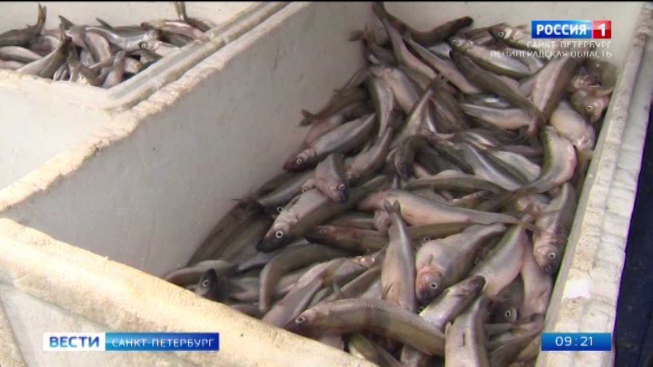 «вся рыба под контролем»: ветеринары рассказали, опасно ли есть петербургскую корюшку