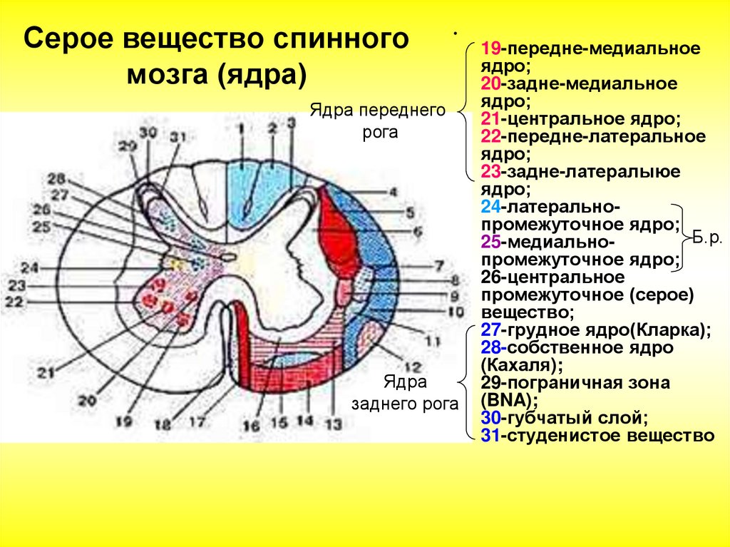 Локализация спинного мозга. Ядра задних боковых и передних Рогов спинного мозга. Собственное ядро заднего рога спинного мозга. Ядра заднего рога спинного мозга гистология. Белое и серое вещество спинного мозга схема.