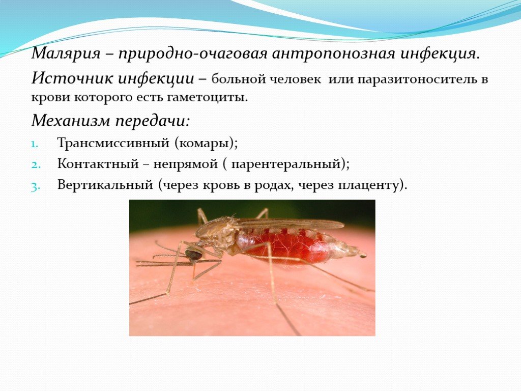 Малярия в домашних условиях. Малярийный комар распространение заболевания. Пути заболевания малярийного комара. Трансмиссивные инфекционные болезни малярия. Малярийный плазмодий профилактика заболевания.