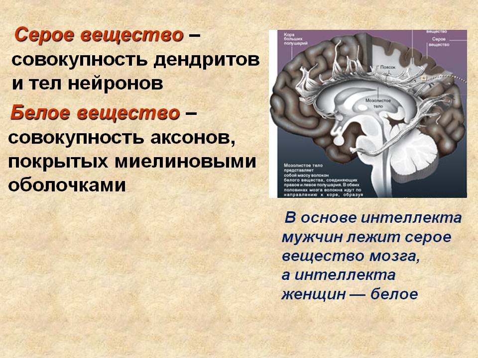 Функции серого вещества головного мозга. Серое вещество мозга образовано. Серое и белое вещество мозга. Чем образовано серое веще тво. Серое и белое вещестов мозг.