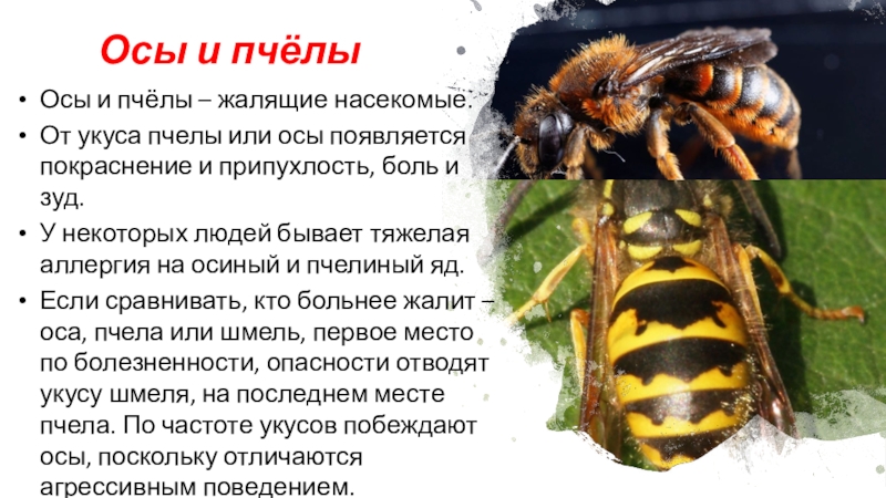 Как избежать укуса осы. Первая помощь при укусах пчел или ОС.