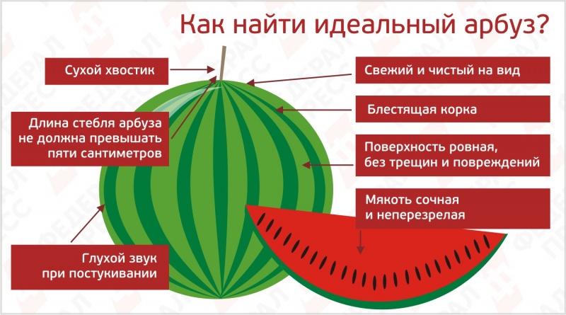 Стебель арбуза. Части плода арбуза. Как выбрать Арбуз. Происхождение арбуза.