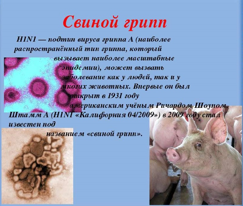 Вирус свиньи