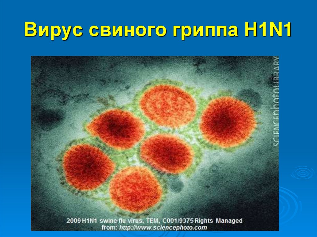 Грипп н5. Вирус свиного гриппа (h1n1). Вирус гриппа подтипа h1n1. Пандемия свиного гриппа h1n1. Гриппа а h5n1 (a/Vietnam/2013/04)..