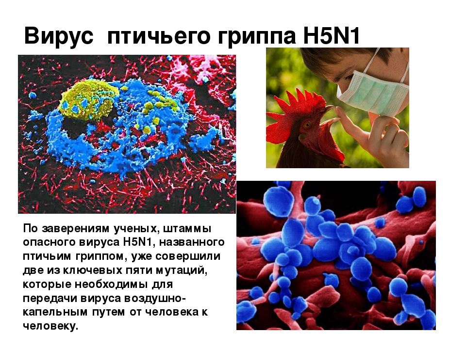 Возникновение гриппа. Грипп h5n1. Птичий грипп h1n1. Птичий грипп строение вируса.