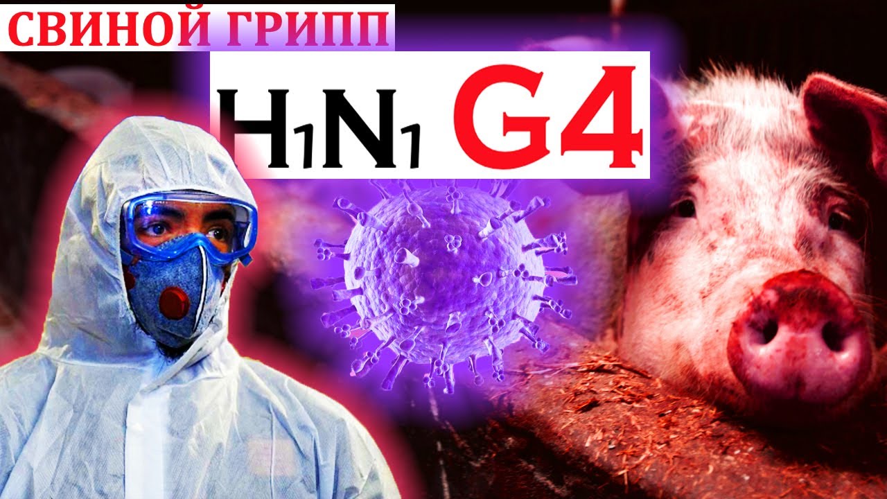 Спин грипп. Пандемия свиного гриппа h1n1. Пандемия свиного гриппа h1n1 (2009 -2010). «Свиной» грипп h1n1 (2009 г.).
