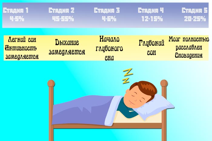 Неглубокий сон. Фазы здорового сна. Фазы и циклы сна. Этапы сна. Ночные циклы сна.