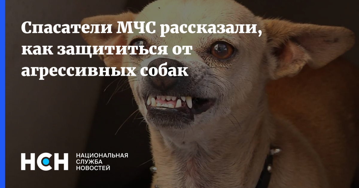 В мчс рассказали, как отпугнуть агрессивных собак | forpost