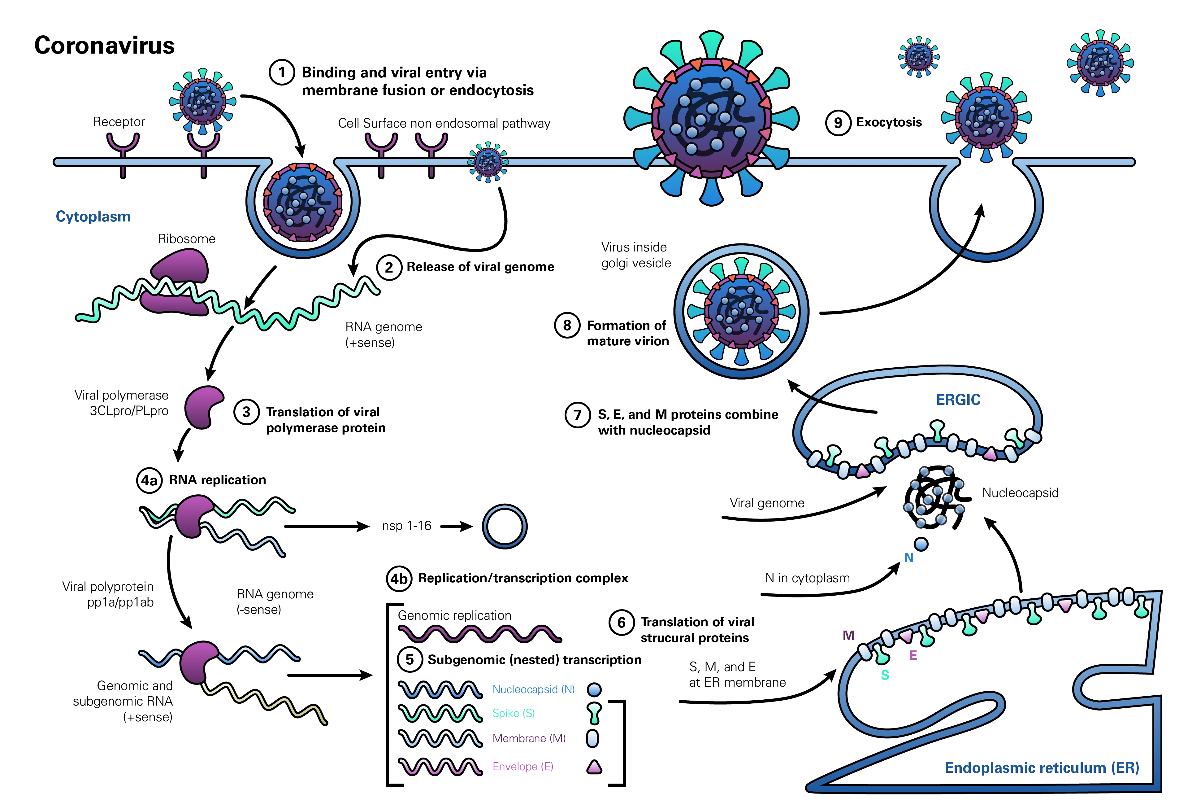 Влияние коронавируса. Схема репликации коронавируса. Жизненный цикл коронавируса схема. Коронавирус строение Covid 19. Коронавирус РНК вирус.