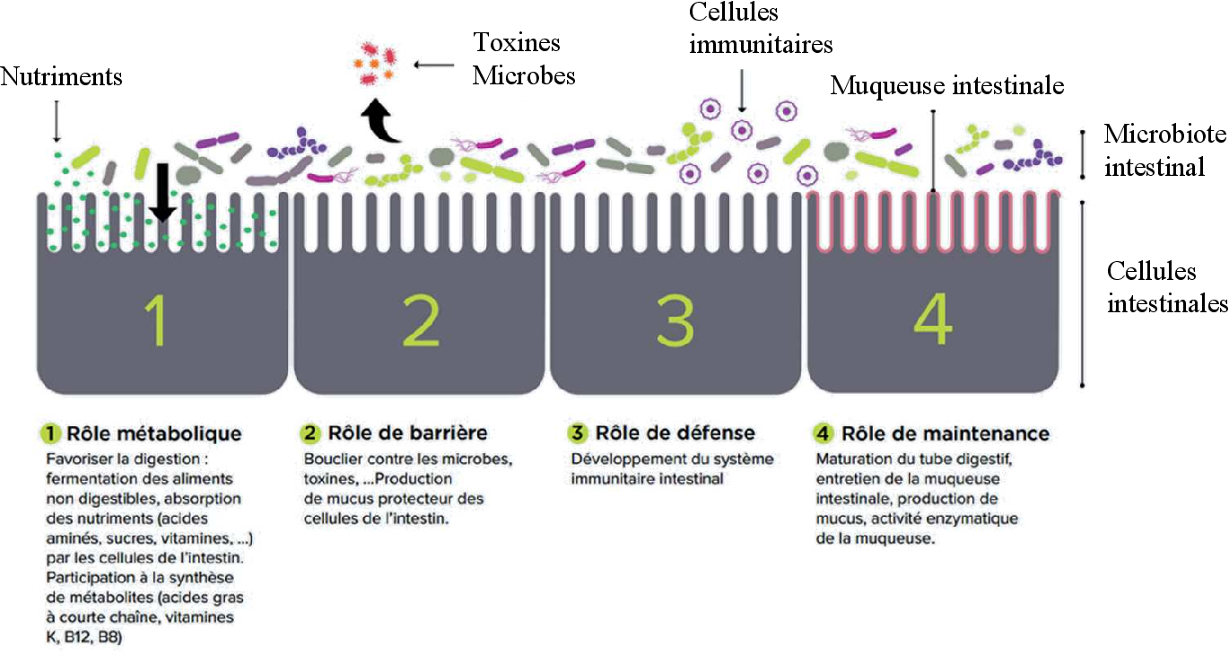 Структура микробиома не соответствует норме у мужчин